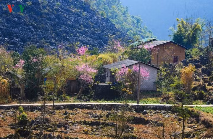  Dường như nhà nào cũng có vài ba gốc đào, chờ cả mùa đông dài để xòe cánh vẫy gió xuân, họa lên bức tranh đẹp nao lòng.