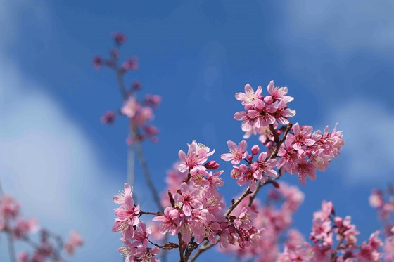  Khoe sắc dưới nền trời trong xanh