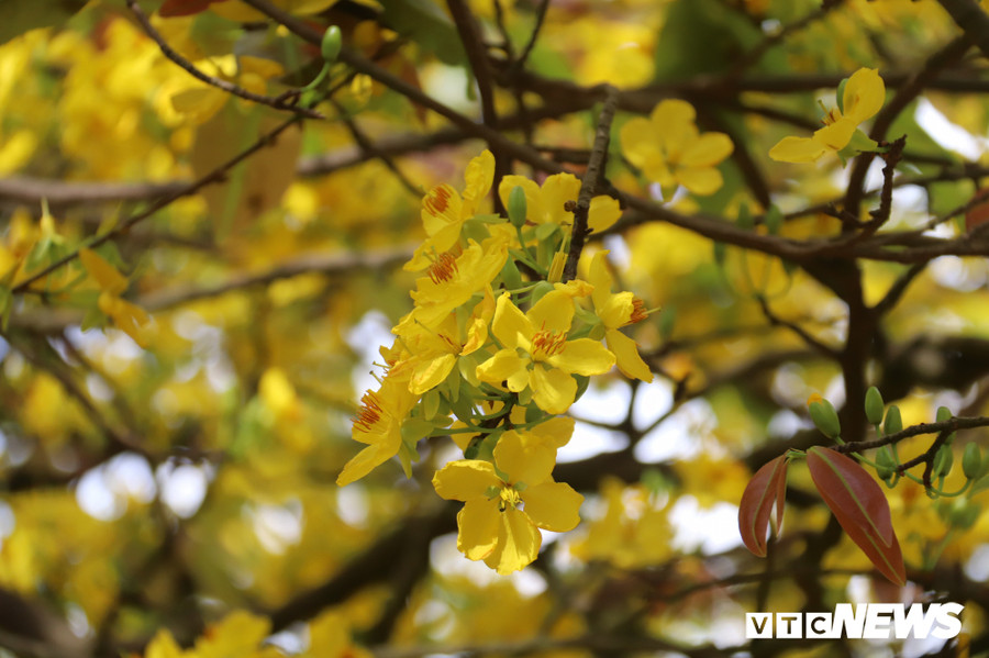 3 Ông Đối cho biết, 