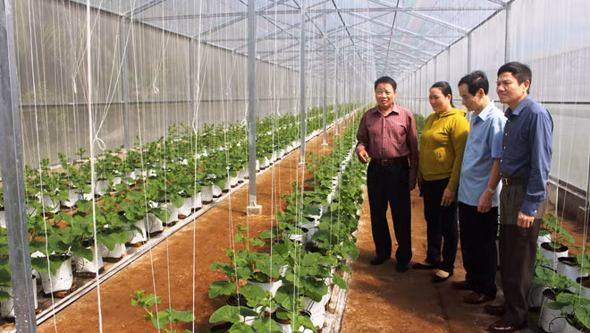 Gia đình anh Bùi Thanh Phương, ở xã An Ngãi Trung, H.Ba Tri, tỉnh Bến Tre, khởi nghiệp bằng nông nghiệp sạch sau khi có vốn liếng từ việc đi xuất khẩu lao động