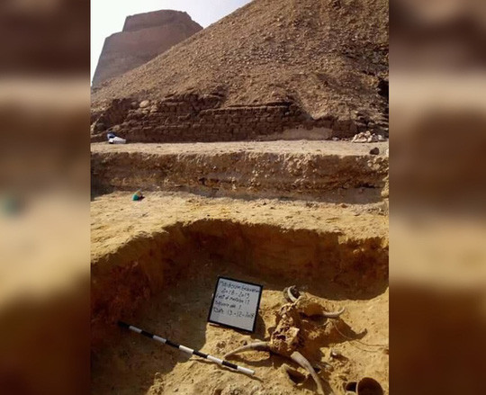 Đôi hộp sọ bò mộng. Phía xa có thể trông thấy đỉnh kim tự tháp Meidum - ảnh: Egyptian Ministry of Antiquities