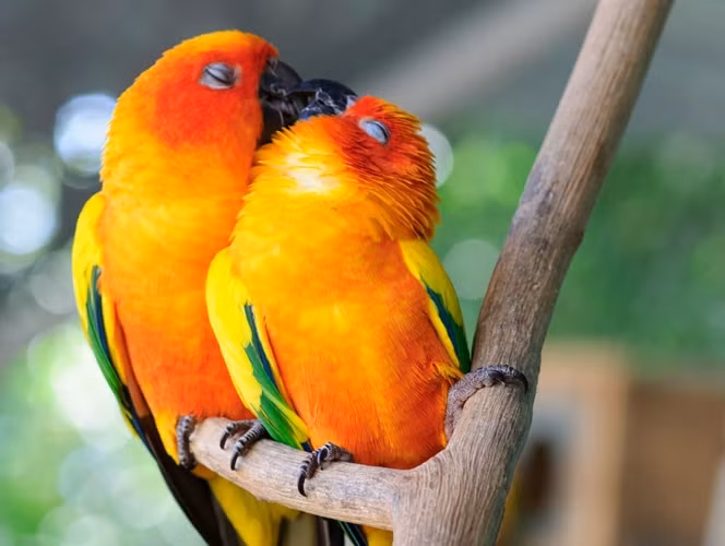  Ngay cả những chú vẹt cũng có đôi, có cặp với nhau.