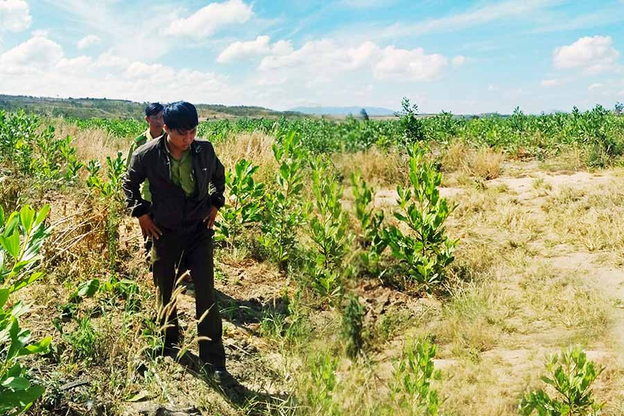 Cán bộ Hạt Kiểm lâm huyện Chư Pưh kiểm tra chất lượng rừng trồng. Ảnh: N.T  Cán bộ Hạt Kiểm lâm huyện Chư Pưh kiểm tra chất lượng rừng trồng. Ảnh: N.T
