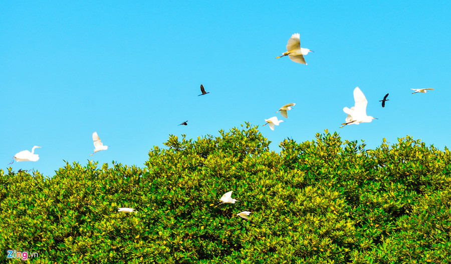 Cồn Chim đang được quy hoạch xây dựng phát triển thành khu du lịch sinh thái cộng đồng theo hướng chú trọng giữ gìn vẻ hoang sơ của đầm Thị Nại. Ngoài vẻ đẹp hệ sinh thái đa dạng với các loài thủy sản có giá trị, thảm cỏ biển ngày càng được phục hồi và phát triển, quần thể các loài chim, cò đặc hữu và các loài chim di trú về đây tho mùa.