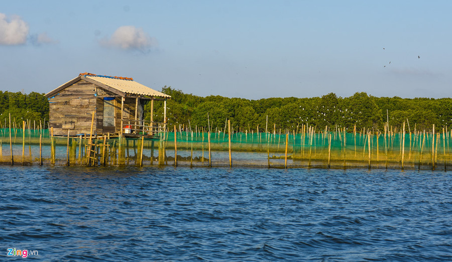 "Từ ngày rừng ngập mặn phục hồi, thủy sản sinh sôi nhanh chóng, các loài chim kéo từng đàn về đây kiếm ăn, trú ngụ đông đúc. Người dân nơi đây nuôi trồng, đánh bắt thủy sản thuận lợi nên có cuộc sống ổn định, vui mừng nhiều lắm", ông Nhân chia sẻ.