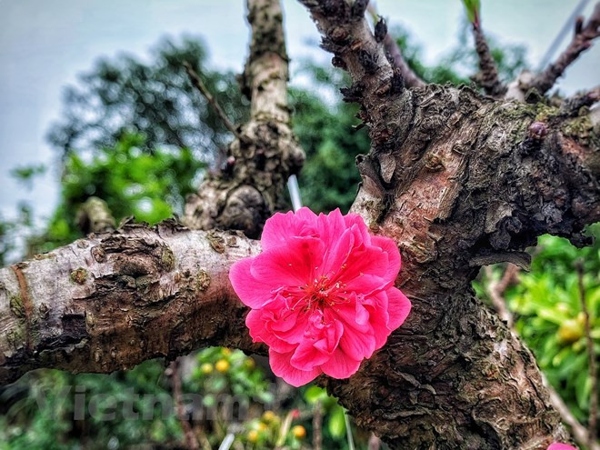  Bông hoa bật ra từ những chai sần, sù sì. (Ảnh: Tố Linh/Vietnam+)