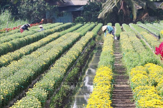  Làng hoa Mỹ Tho (Tiền Giang) cung ứng ra thị trường gần 1,1 triệu giỏ hoa vào dịp Tết Nguyên đán.
