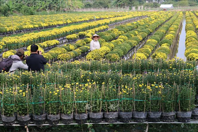  Làng hoa kiểng Sa Đéc (Đồng Tháp).