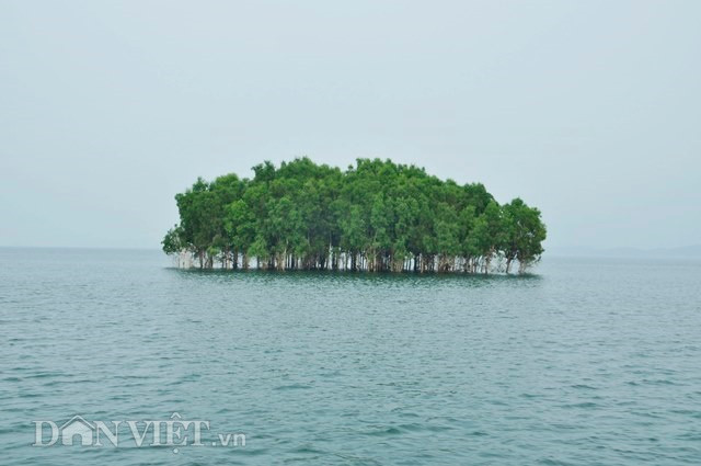  Điều đặc biệt ở hồ Thác Bà, giữa làn nước mênh mông, xanh như ngọc bích là những hòn 