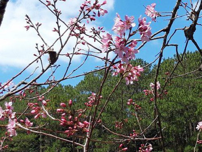 Sở dĩ nó có tên gọi là Mai anh đào bởi vì loài hoa này có năm cánh như hoa mai. Mục đích để phân biệt với hoa anh đào của Nhật Bản hay Hàn Quốc.