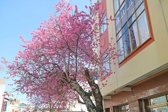 Sức hấp dẫn từ hoa mai anh đào