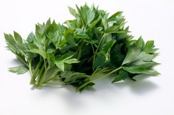 Loài thảo dược Ashitaba. (Nguồn: theemotionmachine.com) Loài thảo dược Ashitaba. (Nguồn: theemotionmachine.com)