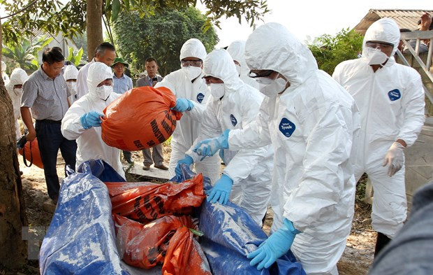 Đội phản ứng nhanh tiêu huỷ lợn sau khi lấy mẫu. (Ảnh: Quốc Khánh/TTXVN) Đội phản ứng nhanh tiêu huỷ lợn sau khi lấy mẫu. (Ảnh: Quốc Khánh/TTXVN)