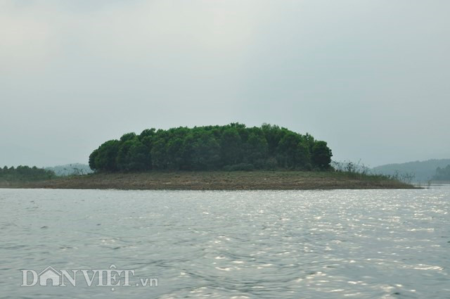 Những hòn đảo nhấp nhô được trồng kín cây keo, tràm, bạch đàn xanh mướt, soi bóng dịu mát xuống mặt hồ.