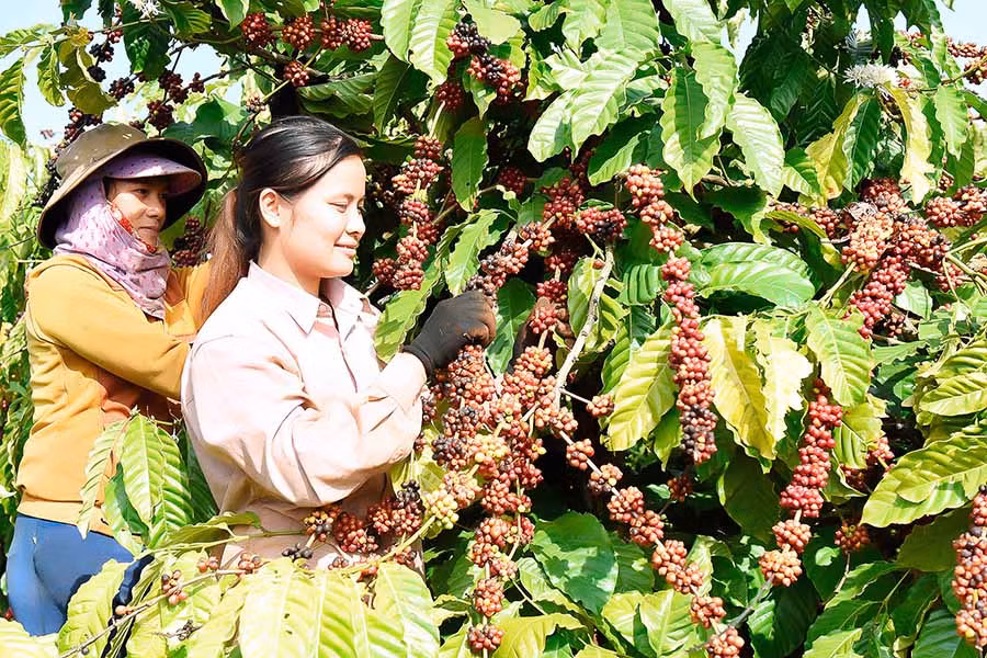 Cà phê là cây trồng chủ lực của huyện Ia Grai. Ảnh: L.N