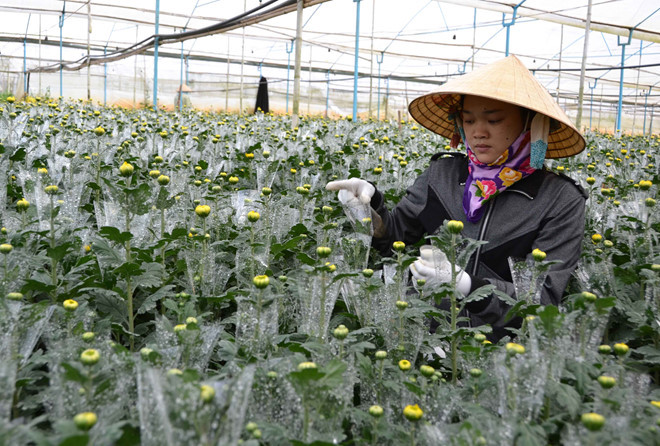 Canh tác hoa cúc công nghệ cao ở làng hoa Hà Đông Canh tác hoa cúc công nghệ cao ở làng hoa Hà Đông