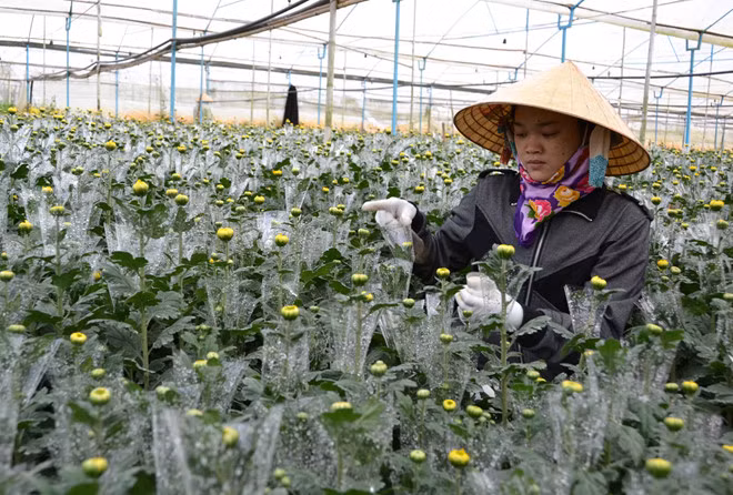  Canh tác hoa cúc công nghệ cao ở làng hoa Hà Đông