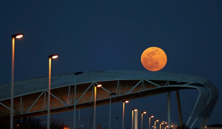 "Quả cầu vàng" mọc bên sông Tagus ở Lisbon (Bồ Đào Nha).