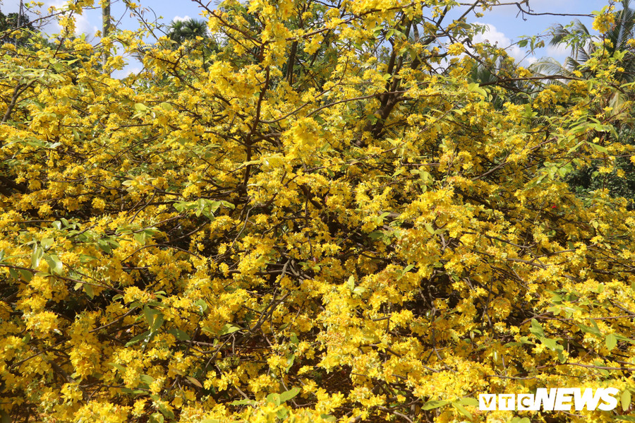 “Khoảng 14 tháng chạp âm lịch là tôi lặt lá. Hai vợ chồng lặt ba ngày rưỡi mới xong. Dù mệt nhưng cũng ráng vì sợ người khác lặt không biết cách sẽ làm hư nụ”, ông Đối nói. 