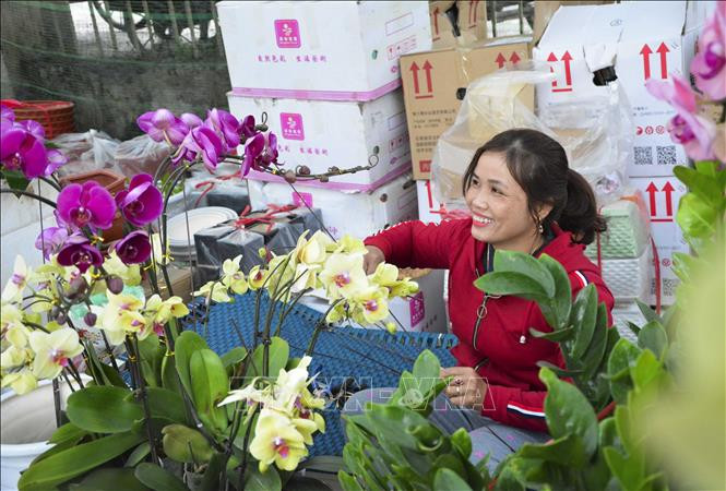 Những chậu hoa lan đủ sắc màu sẵn sàng đưa ra thị trường Tết