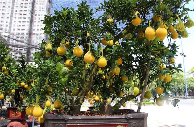 Chậu bưởi Diễn ghép quả Phật thủ kích thước lớn.