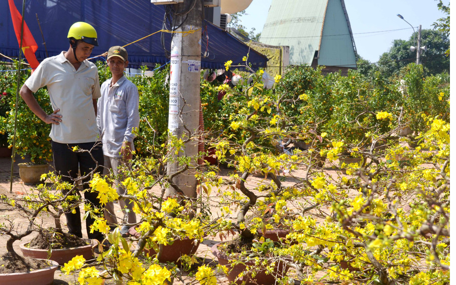 Thi thoảng mới có người dân đi mua hoa Tết nhưng rất kén chọn và chần chừ suy tính giá cả. Ảnh: Lê Hòa