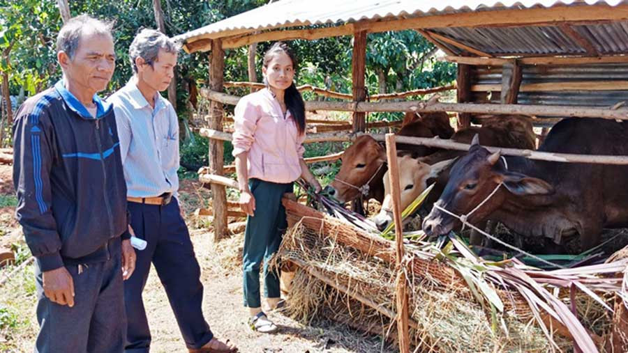  Chị Siu H'Liêu chăm sóc đàn bò của gia đình. Ảnh: H.T