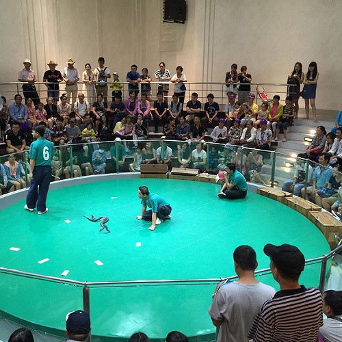  Đến với Trung tâm Nghiên cứu Rắn độc Hoàng gia Thái Lan (thuộc Đại học Chulalongkorn, tọa lạc tại một vùng ngoại ô thủ đô Bangkok), du khách được thưởng thức buổi biểu diễn đặc biệt do những chú rắn thực hiện. Sau khi xem biểu diễn, du khách có thể tham quan phòng trưng bày các sản phẩm được chế biến từ rắn và được nghe thuyết trình về sự sinh sản, chu kỳ phát triển của rắn; sự nguy hiểm cũng như công dụng của rắn... Khách tham quan cũng có thể chạm vào những chú rắn và lưu lại những tấm ảnh độc đáo cùng với loài bò sát nguy hiểm này.