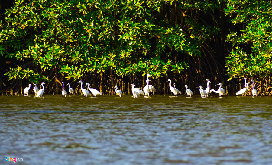  Loài cò kiếm ăn dày đặc ở rừng ngập mặn giữa đầm Thị Nại. Theo kết quả nghiên cứu của các nhà khoa học, hệ động vật nơi đây vô cùng phong phú với khoảng 64 loài phù du, 76 loài cá, hàng trăm loài chim, trong đó 23 loài thuộc nhóm chim nước và chim di cư, 10 loài chim rừng về trú ngụ ở Cồn Chim.