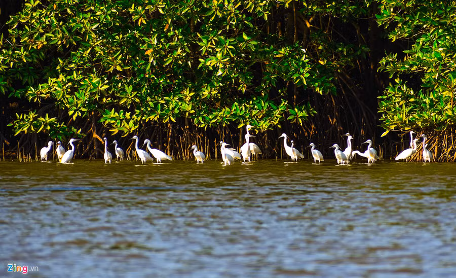 Loài cò kiếm ăn dày đặc ở rừng ngập mặn giữa đầm Thị Nại. Theo kết quả nghiên cứu của các nhà khoa học, hệ động vật nơi đây vô cùng phong phú với khoảng 64 loài phù du, 76 loài cá, hàng trăm loài chim, trong đó 23 loài thuộc nhóm chim nước và chim di cư, 10 loài chim rừng về trú ngụ ở Cồn Chim.