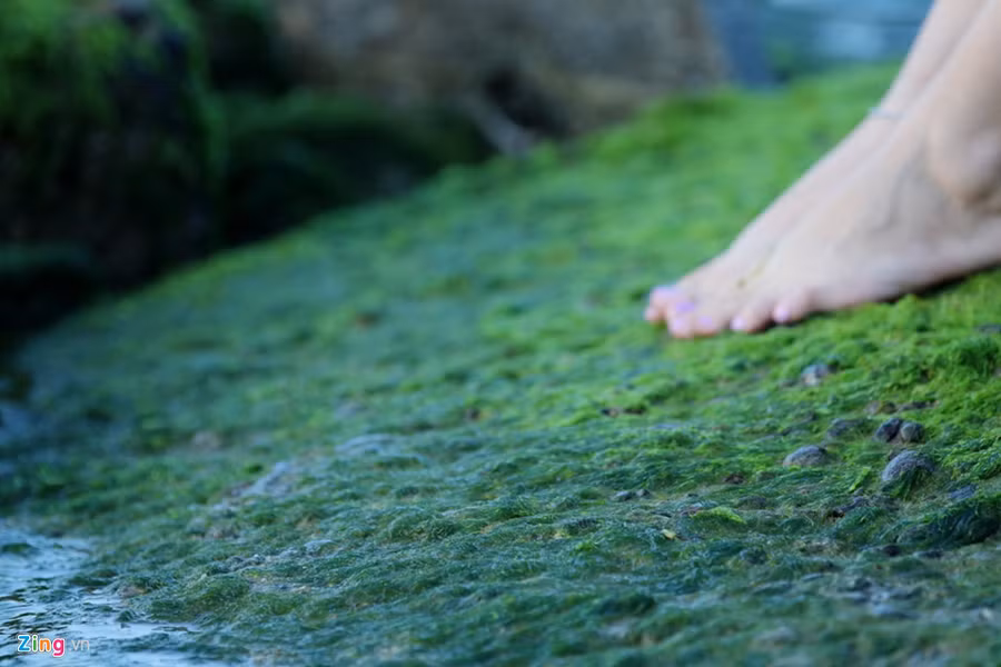 "Rất đẹp. Đến Nha Trang nhiều lần, nhưng năm nay ăn Tết ở đây mới có cơ hội ngắm rêu xanh đẹp như vậy", chị Hoành Như Thương, du khách đến từ TP.HCM nói. "Rất đẹp. Đến Nha Trang nhiều lần, nhưng năm nay ăn Tết ở đây mới có cơ hội ngắm rêu xanh đẹp như vậy", chị Hoành Như Thương, du khách đến từ TP.HCM nói.