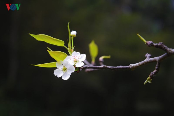 Kín đáo hơn đào, mận là những “cành lê trắng điểm một vài bông hoa”. Hoa lê rừng cánh to tròn trắng trong đẹp mộc mạc, giản dị.