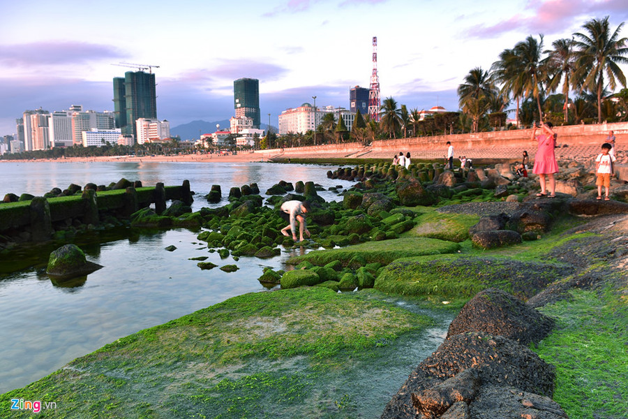  Mỗi ngày có hàng nghìn người dân và du khách đến bãi rêu chụp ảnh lưu niệm.