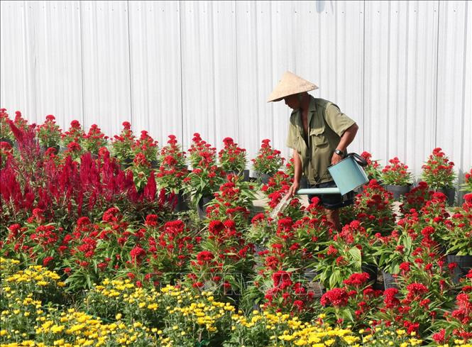  Chăm sóc vườn hoa tại Làng hoa Mỹ Tho (Tiền Giang).