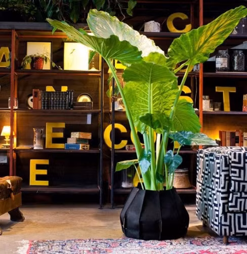  Đặt một chậu khoai nước trong nhà giúp cuộc sống thêm phần thú vị. 