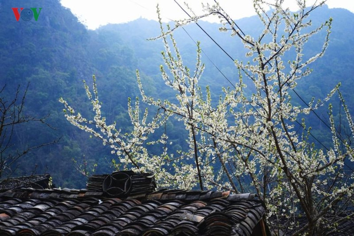 Hoa mận mang sắc trắng, không rực rỡ nhưng tinh khôi, trong sáng, phủ kín cành tựa như những bông tuyết trắng.