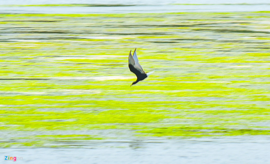  Một chú chim lao mình xuống mặt nước dày đặc rêu xanh 