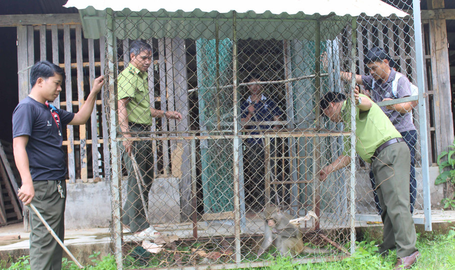  Cá thể khỉ mặt đỏ. Ảnh: Nguyễn Diệp