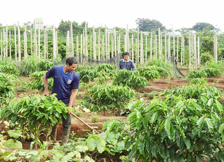  Nông dân Ia Grai đầu tư sản xuất theo hướng phát triển các cây trồng chủ lực. Ảnh: L.T