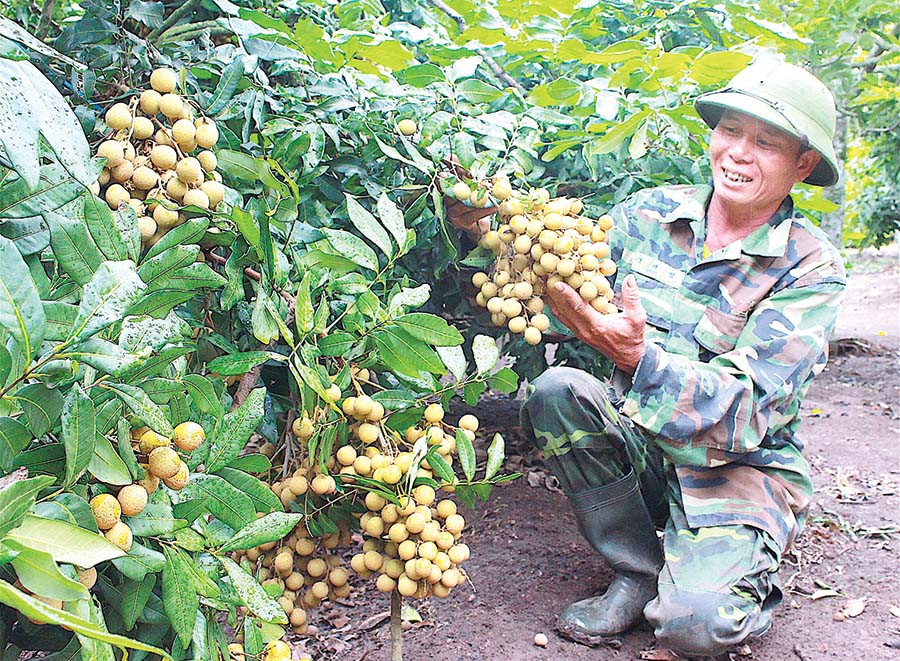 Nhờ trồng cây ăn quả, nhiều nông dân ở Kông Chro đã thoát nghèo, vươn lên làm giàu. Ảnh: Hồng Thi Nhờ trồng cây ăn quả, nhiều nông dân ở Kông Chro đã thoát nghèo, vươn lên làm giàu. Ảnh: Hồng Thi