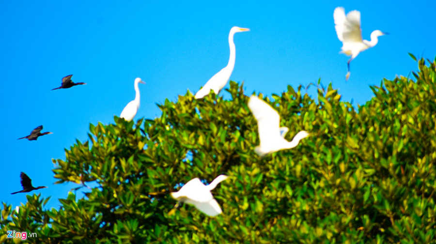 Theo lãnh đạo Sở Du lịch Bình Định, Cồn Chim có vị trí thuận lợi kết nối với các điểm đến du lịch lân cận như Chủng viện Làng Sông, nhà thờ Gò Thị, chùa Linh Phong, đồi cát Nhơn Lý, đảo Hòn Khô… Vẻ đẹp văn hóa - lịch sử một vùng đất, những trải nghiệm các nghề truyền thống của ngư dân vùng đầm phá đang mở ra cơ hội lớn thu hút du khách trong nước và quốc tế đến đây khám phá.