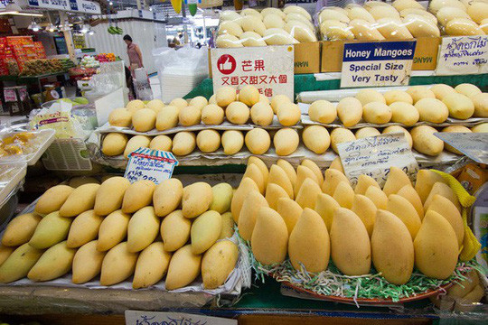 Những trái xoài căng đầy và thơm ngon  Những trái xoài căng đầy và thơm ngon