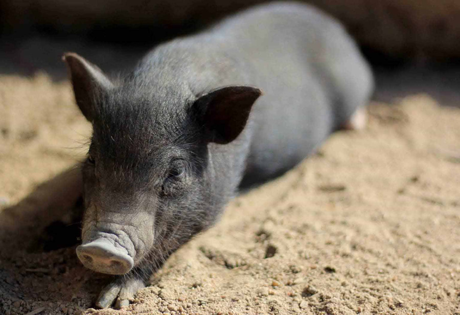 Lợn thả rông tự đi kiếm ăn và chỉ về ngủ vào buổi tối. Ảnh: Chí Hào