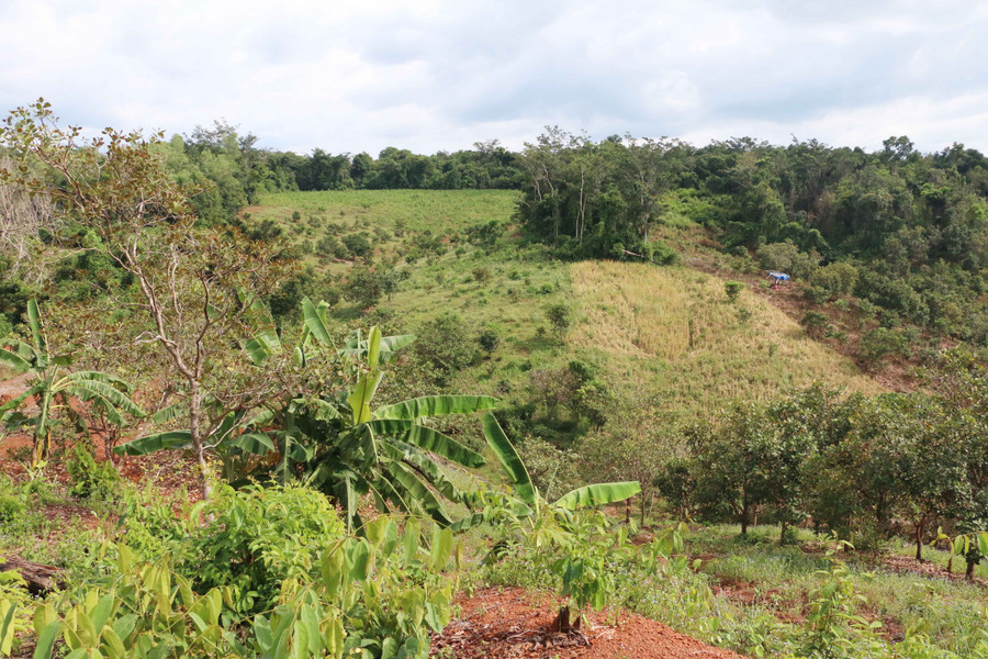 Rừng bị chặt phá thuộc lâm phần của Ban Quản lý rừng phòng hộ Ia Grai. Ảnh: Q.T