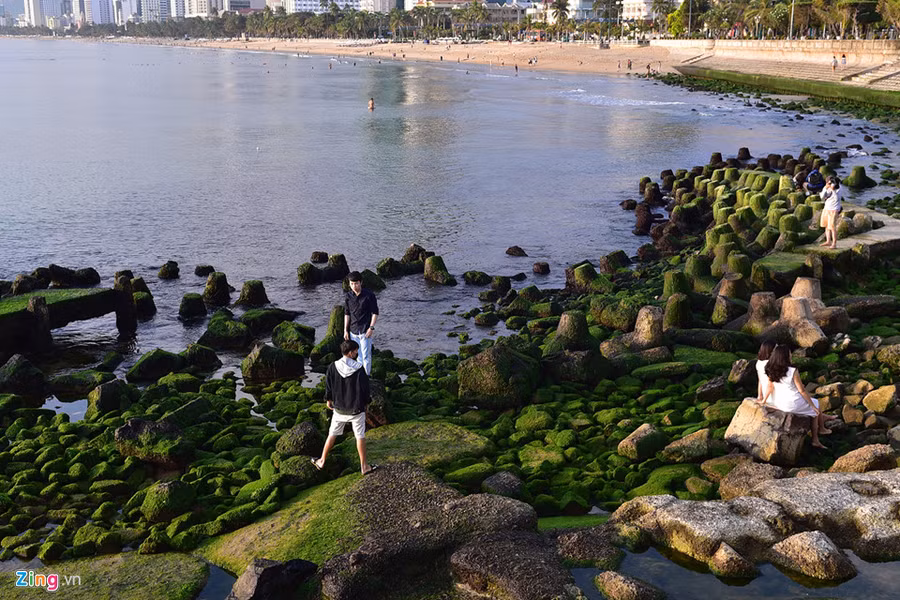 Một điều thích thú đối với du khách khi đến bãi rêu là việc có thể đứng ở đây để ngắm toàn bộ bãi biển Nha Trang dài hàng km phía sau. Một điều thích thú đối với du khách khi đến bãi rêu là việc có thể đứng ở đây để ngắm toàn bộ bãi biển Nha Trang dài hàng km phía sau.