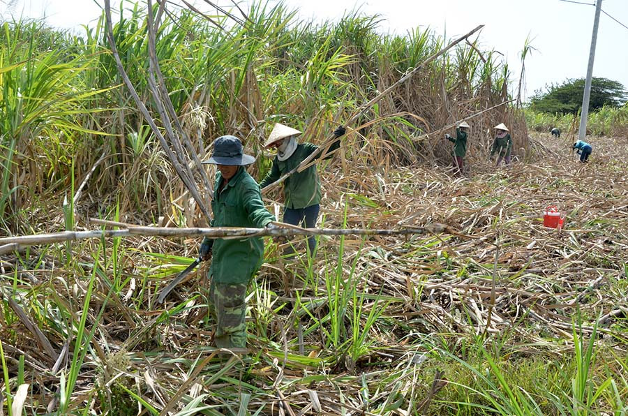 Thu hoạch mía trên cánh đồng xã Ia Yeng (huyện Phú Thiện). Ảnh: T.Đ Thu hoạch mía trên cánh đồng xã Ia Yeng (huyện Phú Thiện). Ảnh: T.Đ