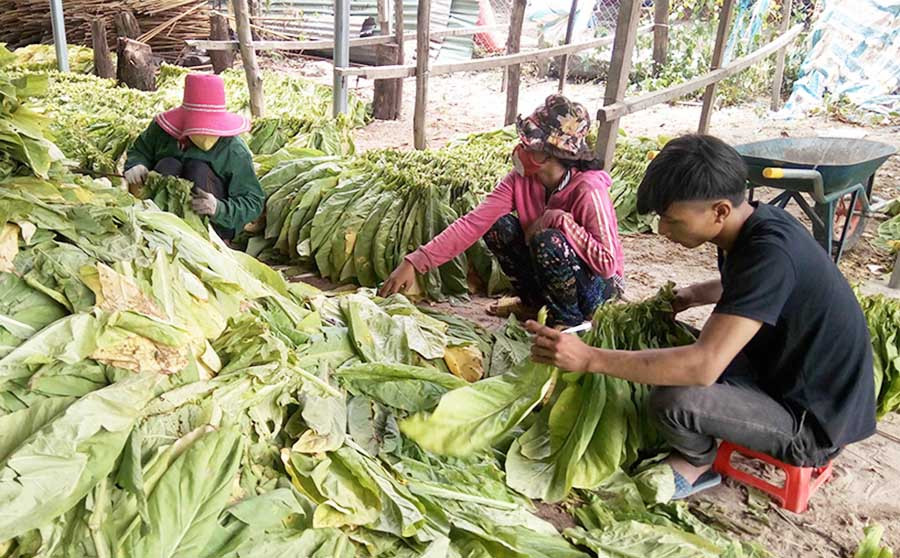 Người dân huyện Krông Pa thu hoạch thuốc lá. Ảnh: L.N  Người dân huyện Krông Pa thu hoạch thuốc lá. Ảnh: L.N