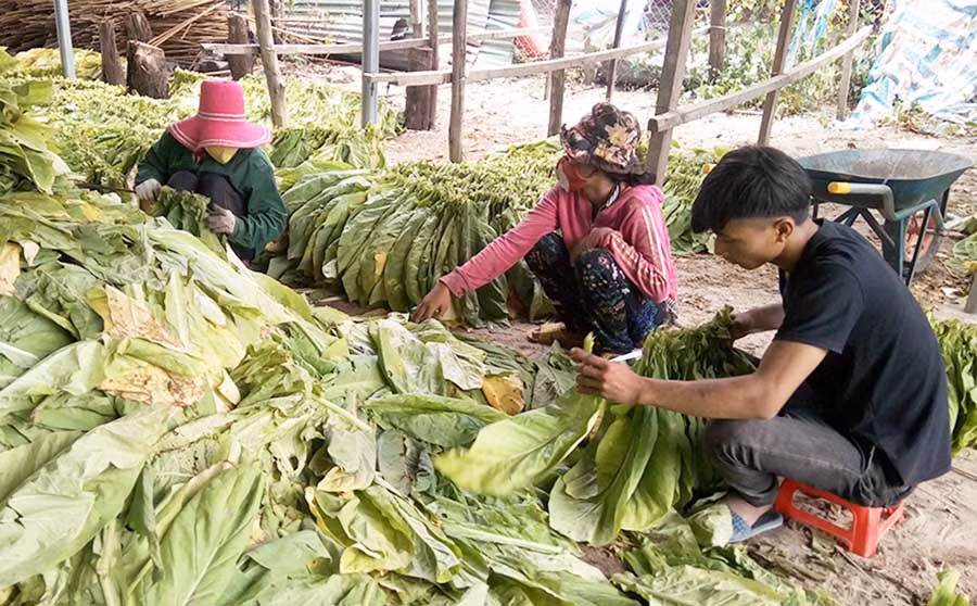  Người dân huyện Krông Pa thu hoạch thuốc lá. Ảnh: L.N