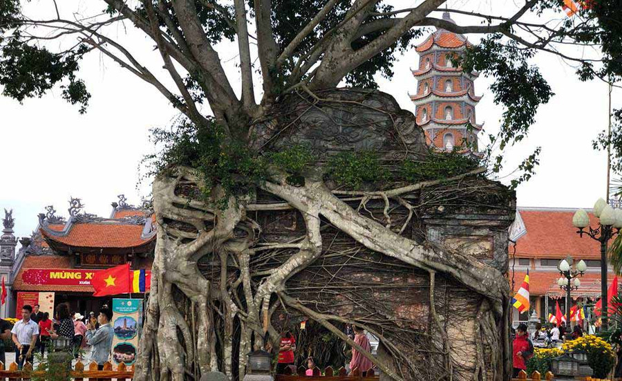 Phần rễ một cây cổ thụ ôm trọn chứng tích cổng tam quan của chùa. Ảnh: Thủy Bình