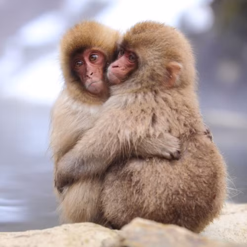 Hình ảnh âu yếm của hai chú khỉ trông vô cùng dễ thương.